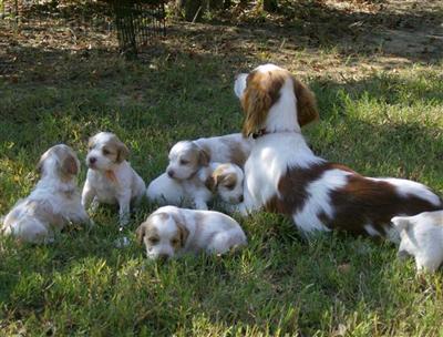 Looking for LOVE AND LOYALTY? BRITTANY PUPS HERE